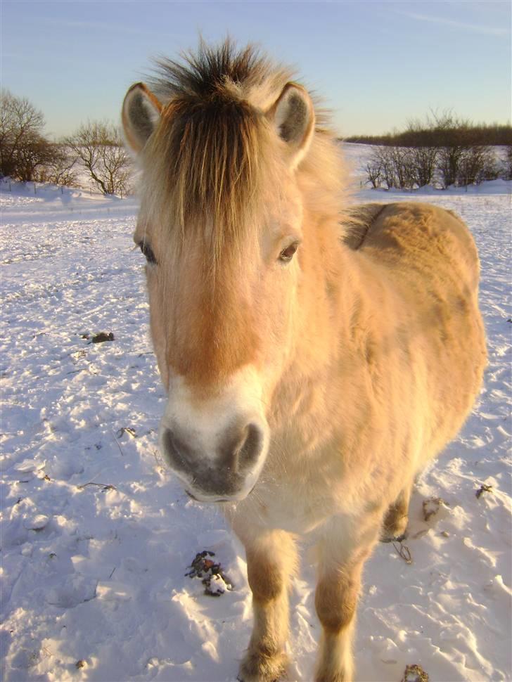 Fjordhest Fly billede 13