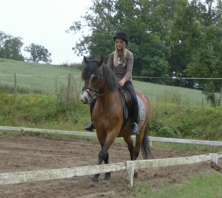 New Forest Stardust  - Os på en ridelejr (: billede 15