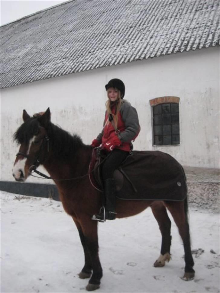 New Forest Stardust  - På vej til salli :D billede 16