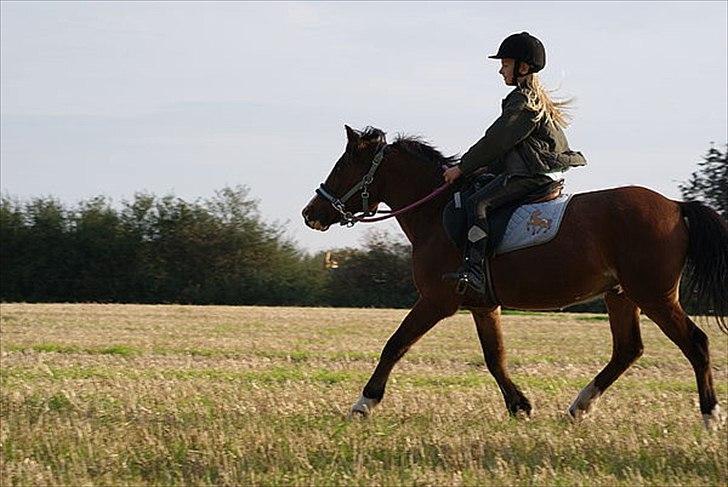 New Forest Fox<3 billede 8