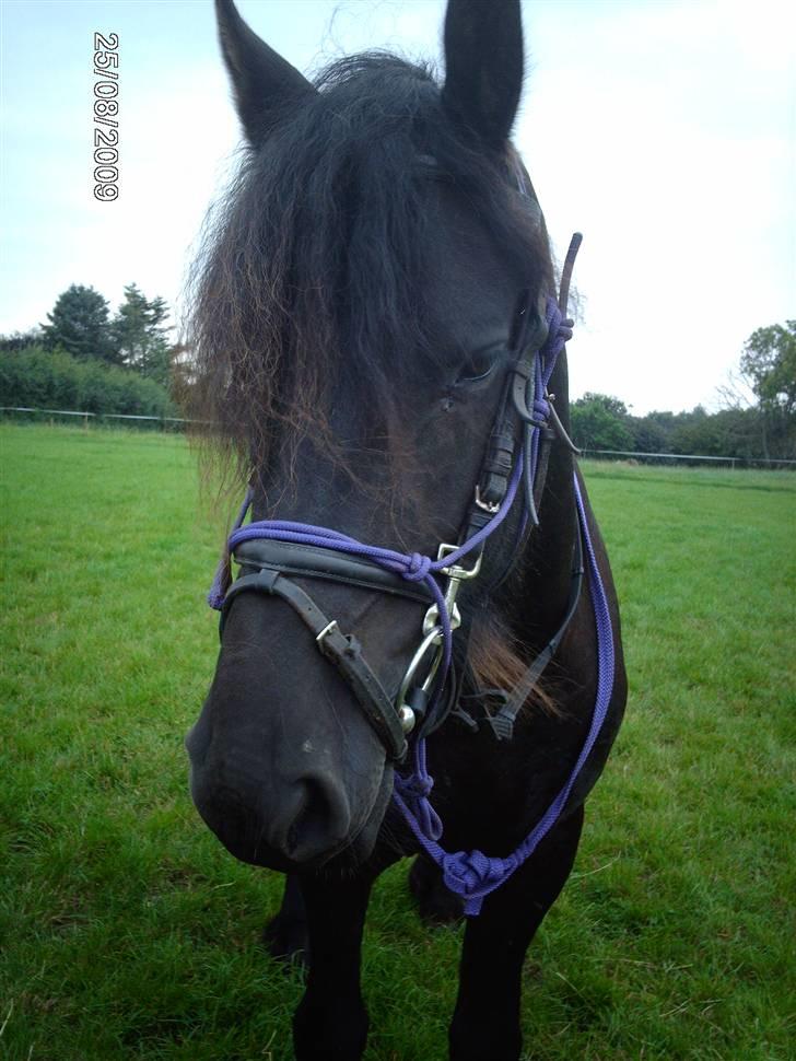 Frieser Zafir  billede 16