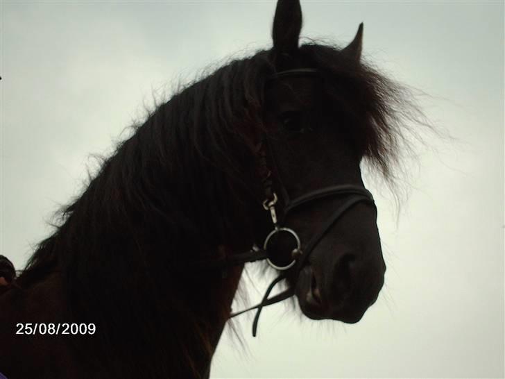 Frieser Zafir  billede 17