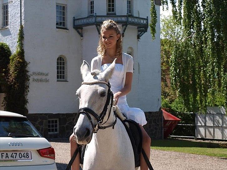 Anden særlig race Tornado - Konfirmation billede 7