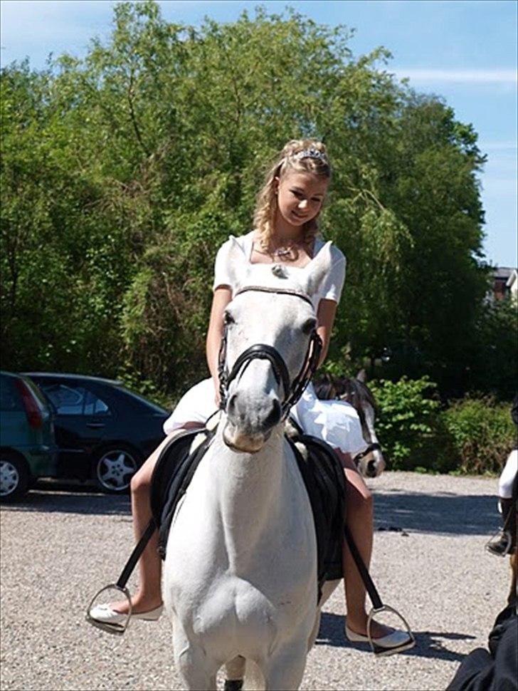 Anden særlig race Tornado billede 6