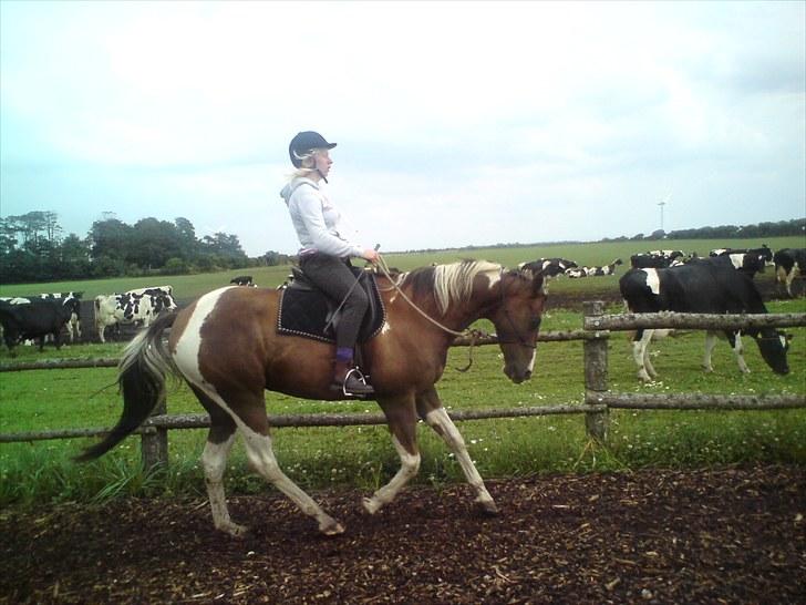 Paint Wall Street Jazz - Dejlig galop :) billede 8