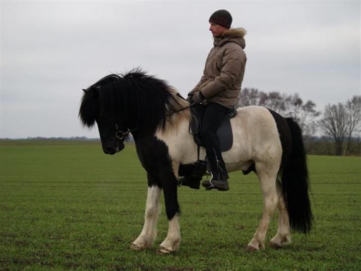 Islænder Svalur fra dalur(Mosters) - Foto: Lone Wallebo billede 8 billede 8