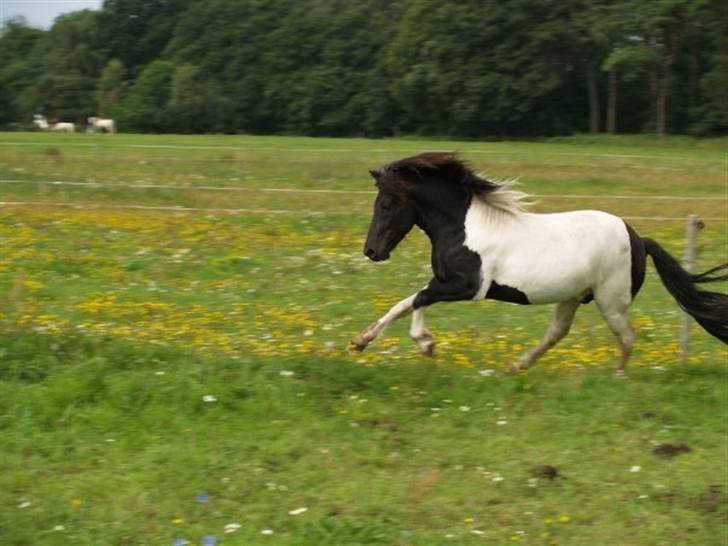 Islænder Svalur fra dalur(Mosters) - Foto: Lone Wallebo billede 17 billede 17