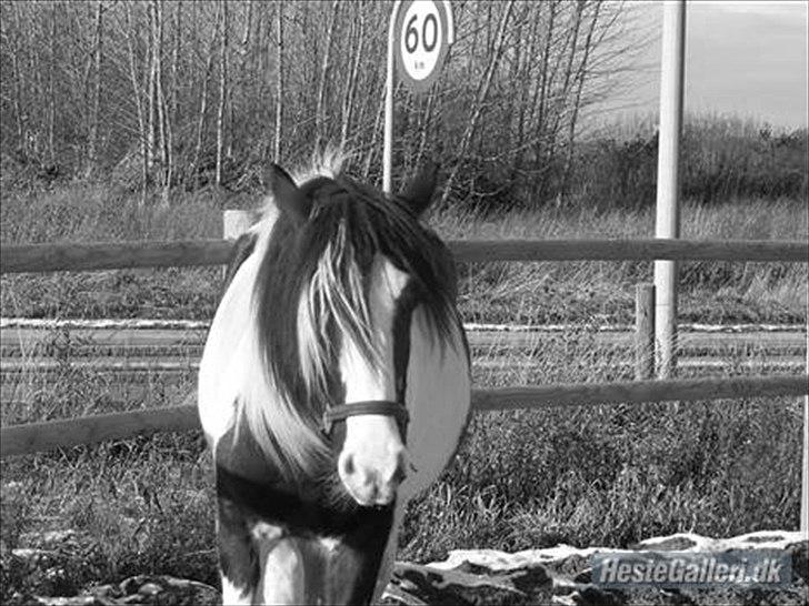 Tinker Solgaardens miss wicki - Wicki ca. 1 1/2 år gammel billede 10