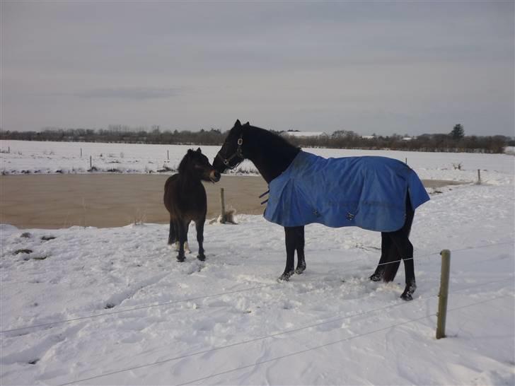 Tysk Sportspony Hr Tomnus R.I.P - SÅ skal der kysses<33333 billede 9