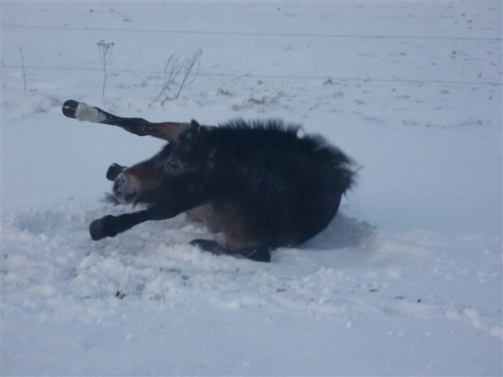 Tysk Sportspony Hr Tomnus R.I.P - Dejligt at have noget sne billede 10