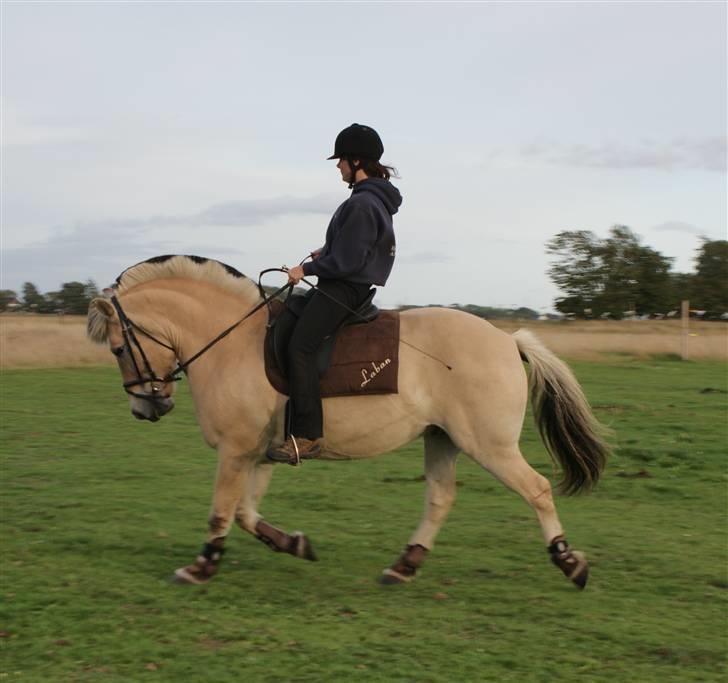 Fjordhest Laban - Hæ hæ nu er Laban under den "flinke" ryttereske billede 11