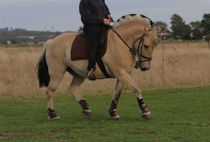 Fjordhest Laban - Ja, jeg kan skam godt gå så pænt billede 12