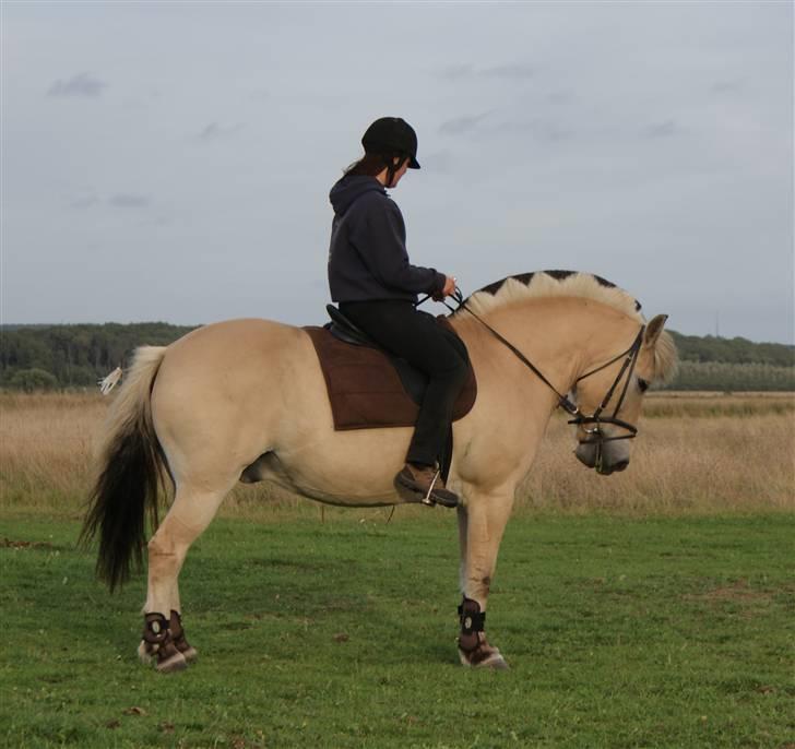 Fjordhest Laban - Og stå, kan jeg sørme osse;.) billede 13