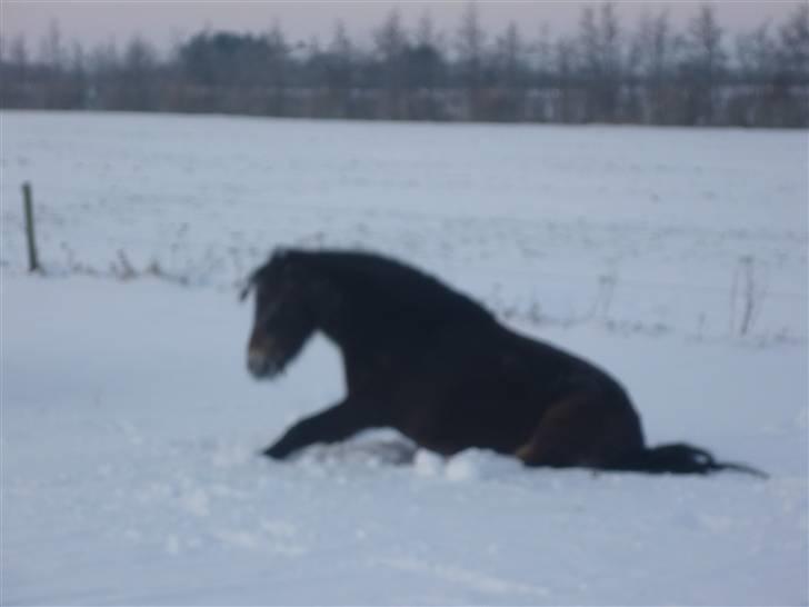 Tysk Sportspony Hr Tomnus R.I.P billede 11