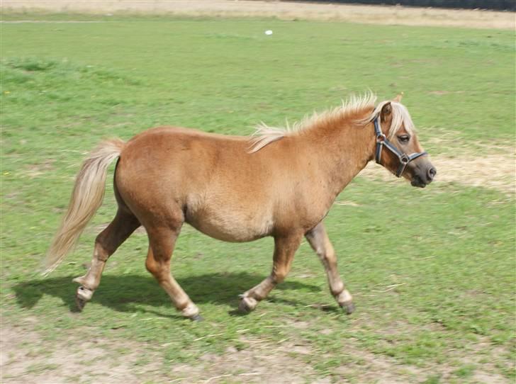 Shetlænder Anton - Der er bare lige vejr til en løbetur billede 12