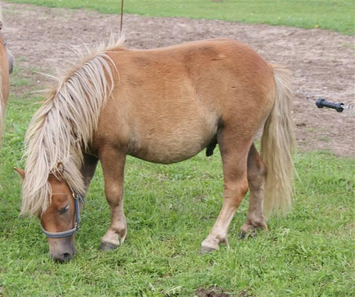 Shetlænder Anton - uhmmm, græs er noget af det bedste billede 13
