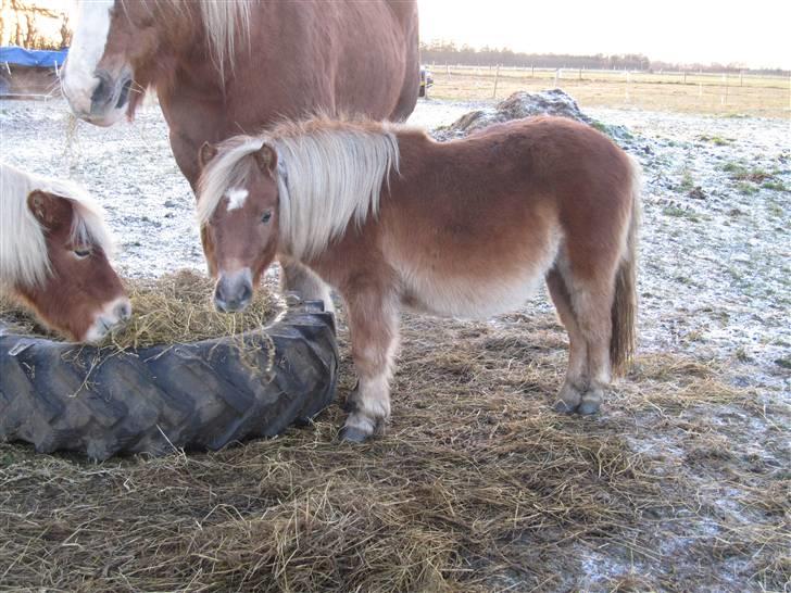 Shetlænder Anton - Spiser sammen med storebror Lasse og min halvbror Walther billede 14