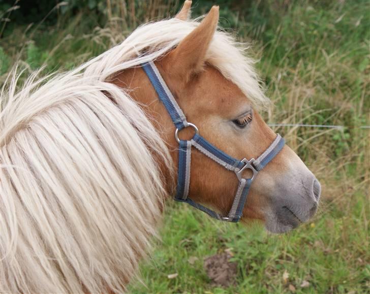 Shetlænder Sir Walther - Fik lige øje på noget. Foto Helena billede 14