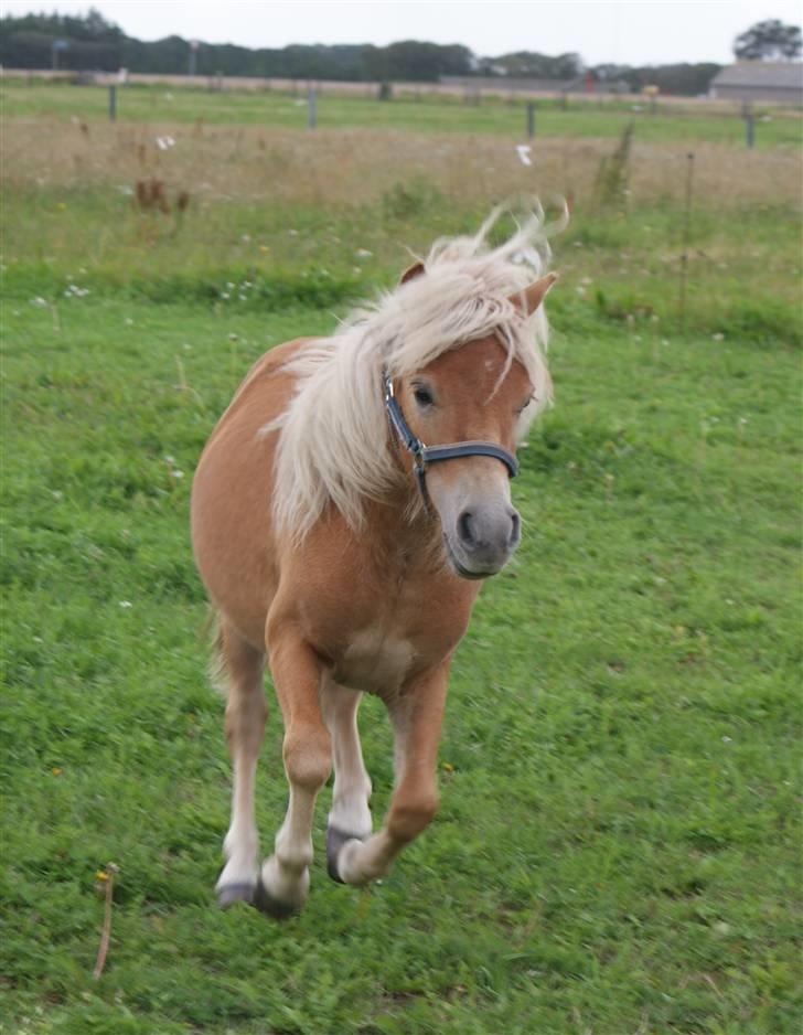 Shetlænder Sir Walther - Wee en lille galop fra mig billede 15