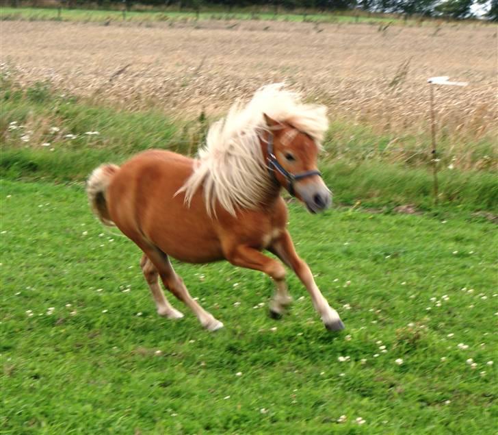 Shetlænder Sir Walther - Er vild nu billede 16