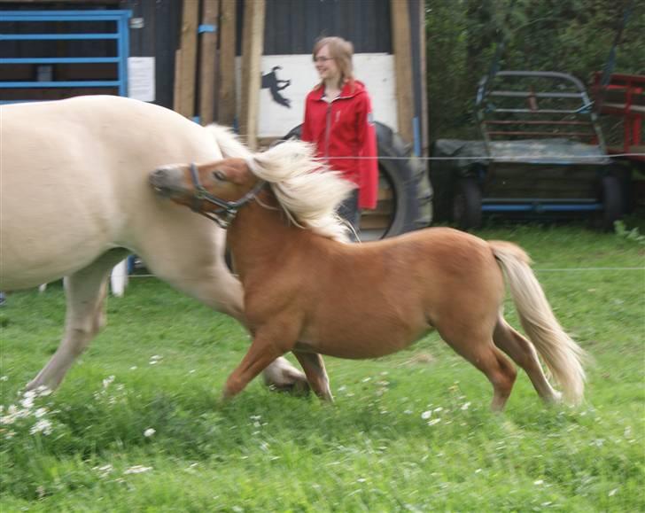 Shetlænder Sir Walther - ta den ta den ta den Laban billede 17