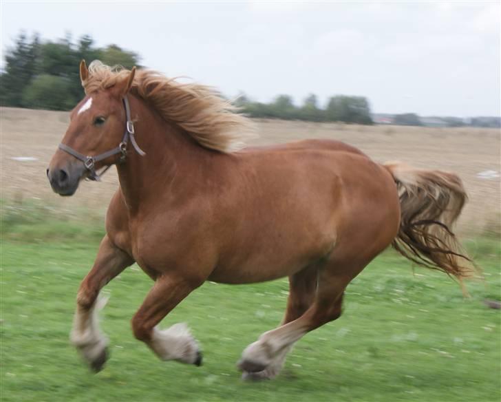 Schleswiger Zimtbluete / Den Bette - vind i håret er skøøønt billede 16