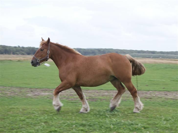Schleswiger Zimtbluete / Den Bette - Blære-mås billede 18