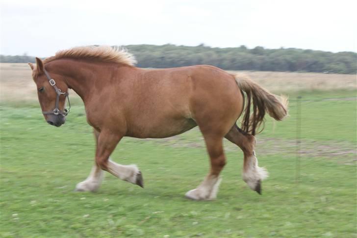 Schleswiger Zimtbluete / Den Bette - Super sej er jeg bare billede 19