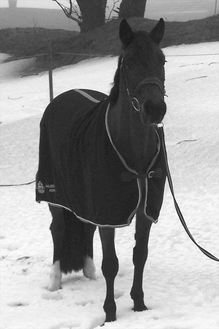 Dansk Varmblod Stenvænge Polo  billede 20