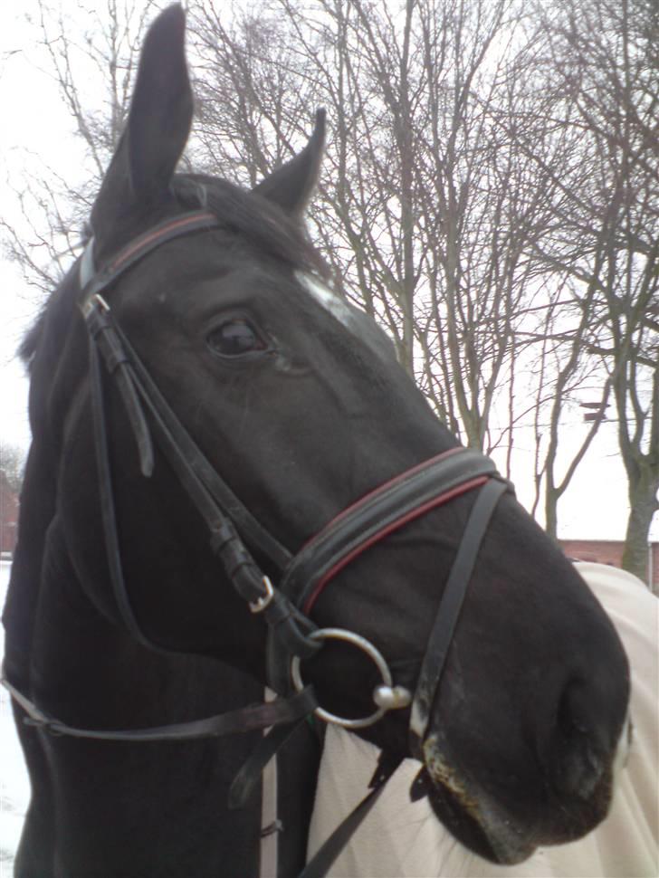 Holstener Landa ¤SOLGT¤ - Velkommen til Landa´s profil <3 billede 1