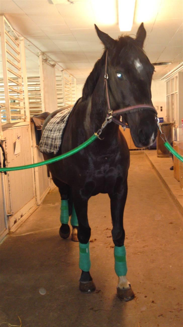 Holstener Landa ¤SOLGT¤ - Landa med mine grønne dejlige bandager <3 billede 2