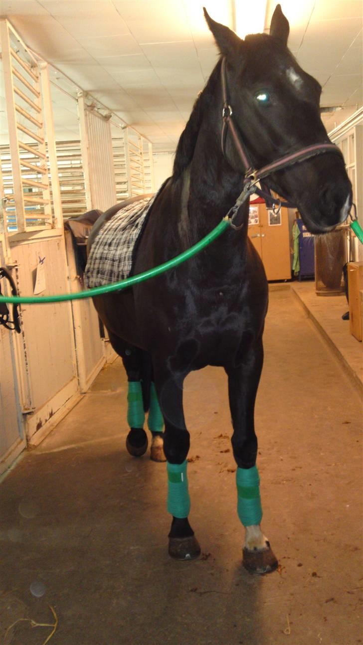 Holstener Landa ¤SOLGT¤ - Selvom man er hoppe kan man sagtens bruge grønt! :D billede 3