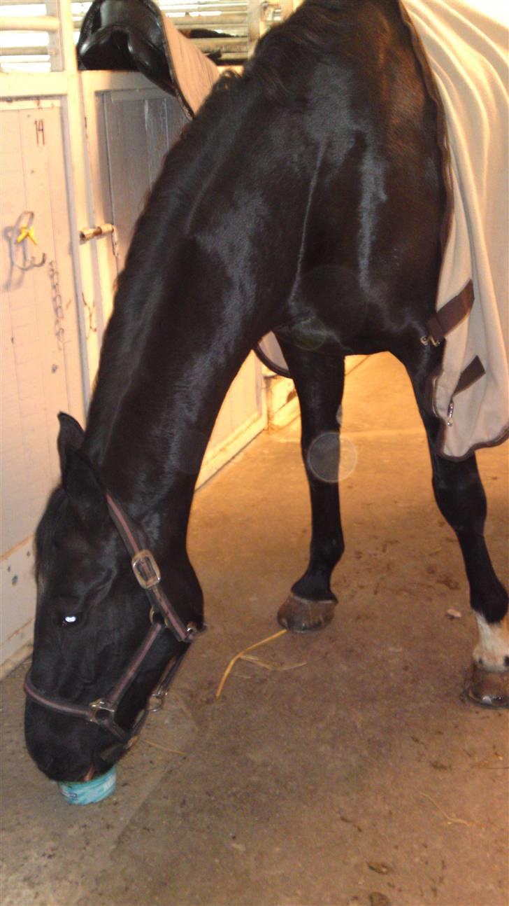 Holstener Landa ¤SOLGT¤ - Landa som nyder en dejlig sliksten efter hårdt arbejde. <3 billede 4