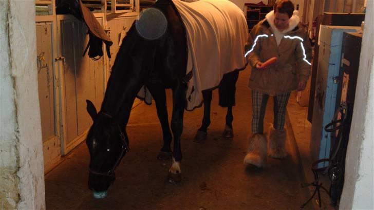 Holstener Landa ¤SOLGT¤ - Landa og Pia <3 billede 5