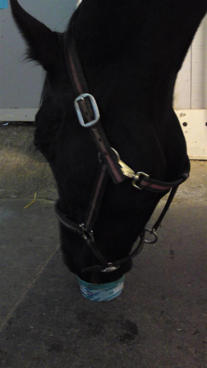 Holstener Landa ¤SOLGT¤ - Sådan et dejligt hoved . :b billede 6