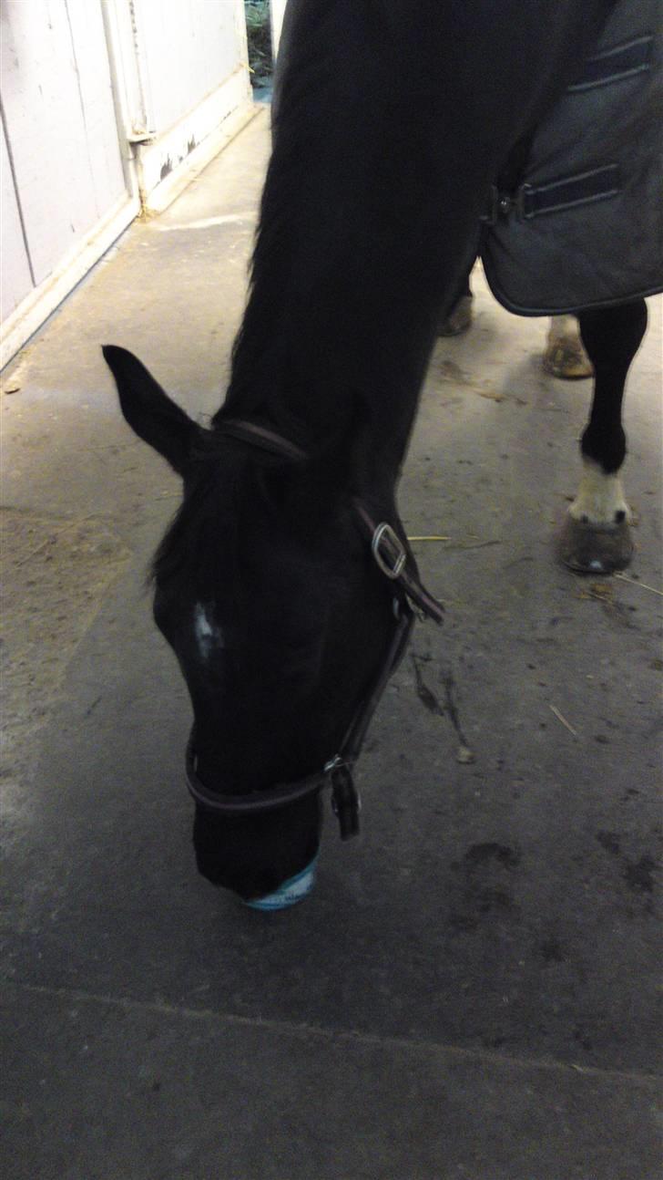 Holstener Landa ¤SOLGT¤ - Hvis det stod til Landa kunne hun stå der resten af dagen. :b billede 7