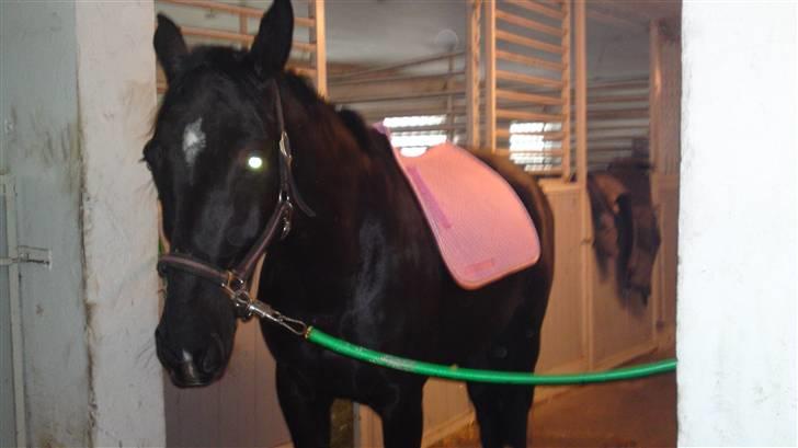 Holstener Landa ¤SOLGT¤ - Jeg har ALTID sagt jeg ALDRIG skulle ride med lyserødt, men det skulle jeg aldrig ha´ sagt til Berit(ridelærer) og Pia - for de satte sig for at købe en lille gave til mig!! Berit gav mig lyserøde gamacher og Pia gav mig dette underlag . xD <3 billede 8