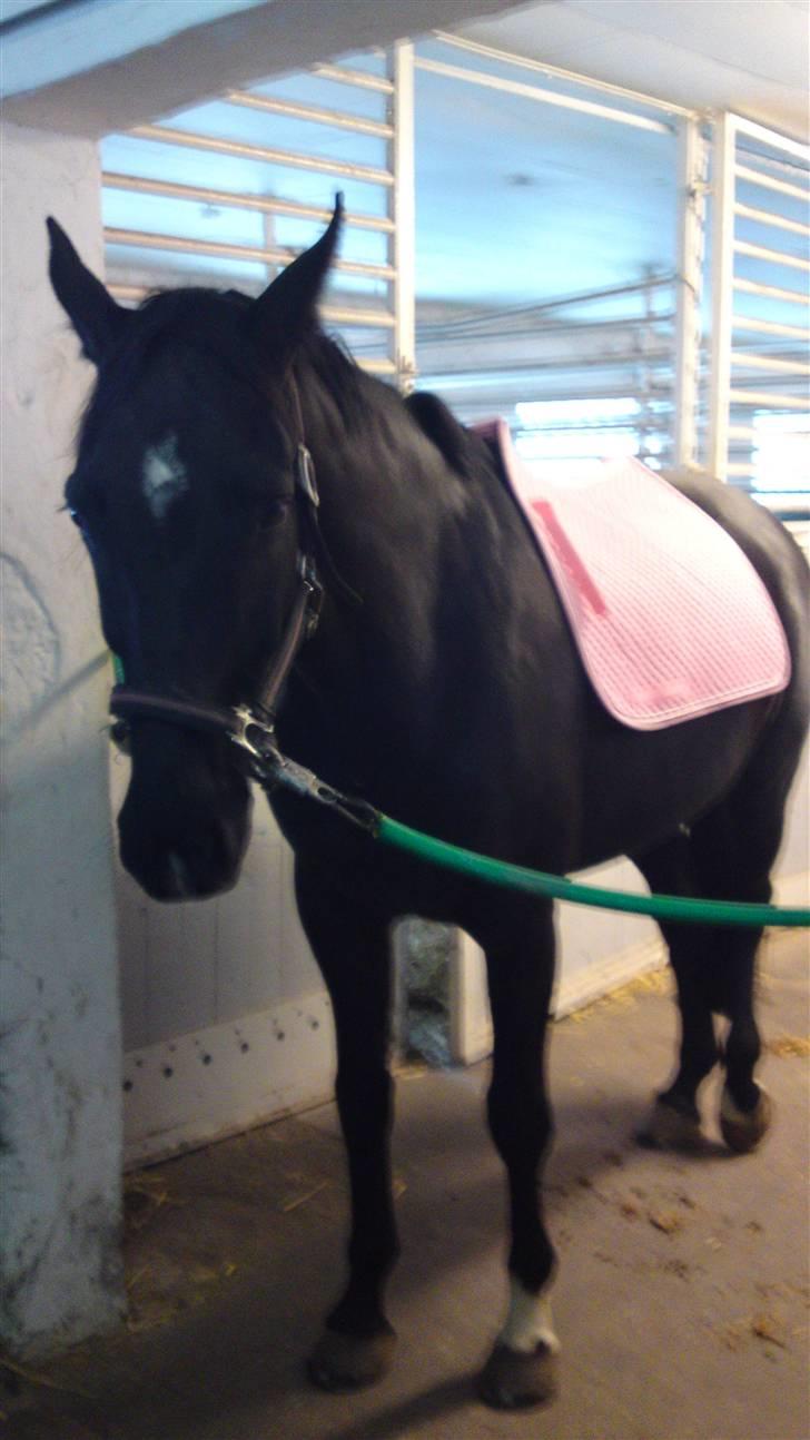 Holstener Landa ¤SOLGT¤ - Men må da indrømme, det klæder sku en sort hoppe med en lyserødt underlag <3 billede 9