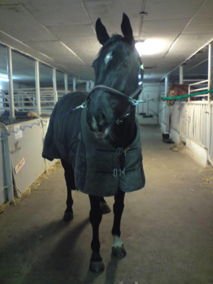 Holstener Landa ¤SOLGT¤ - Det ALLER første billede jeg tog af den flotte <3 billede 10