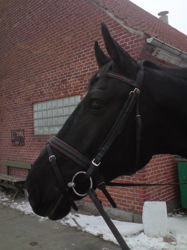 Holstener Landa ¤SOLGT¤ - Landa som kigger på omgivelserne . (: billede 11