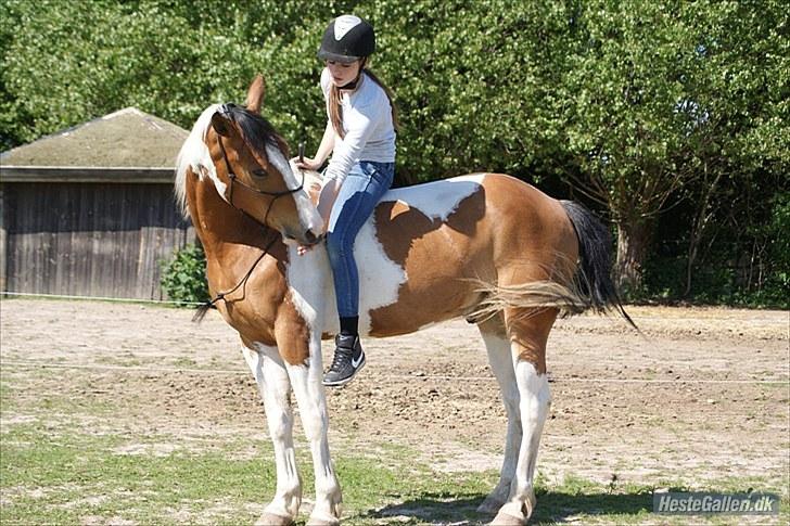 Anden særlig race Camino *CMNS* -  Vi er kommet så meget længere! Foto: Celine<3 billede 9