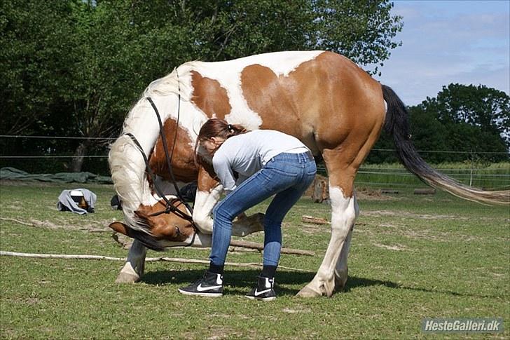 Anden særlig race Camino *CMNS* -  - Vi er igang med at træne tricket neje. Foto: Celine billede 10