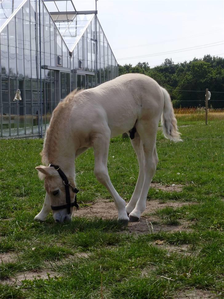 Fjordhest • Kejser  billede 2
