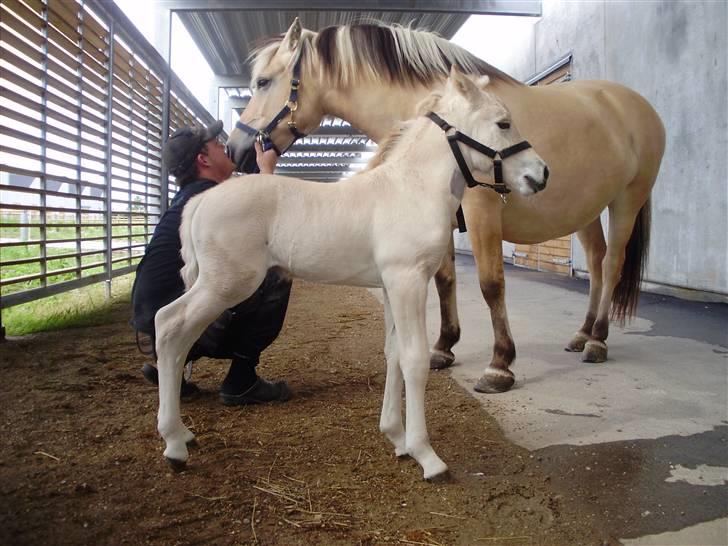 Fjordhest • Kejser  billede 3