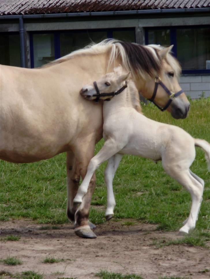 Fjordhest • Kejser  billede 4
