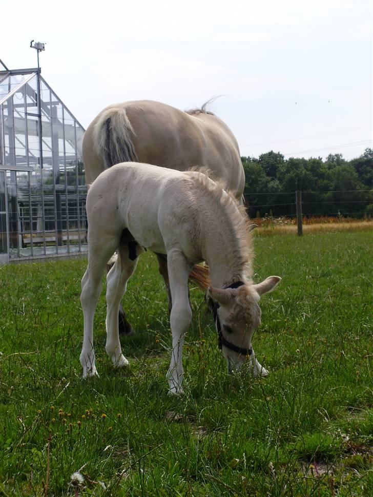 Fjordhest • Kejser  billede 5
