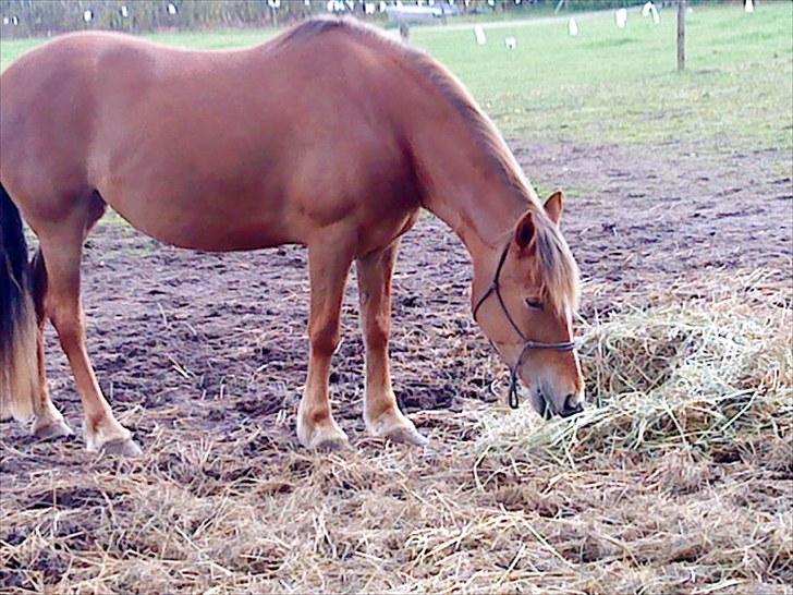 Anden særlig race marsha - så er hun ved at være fin se evt gamle billeder. pelsen har nu fået sin glans den smukke billede 11