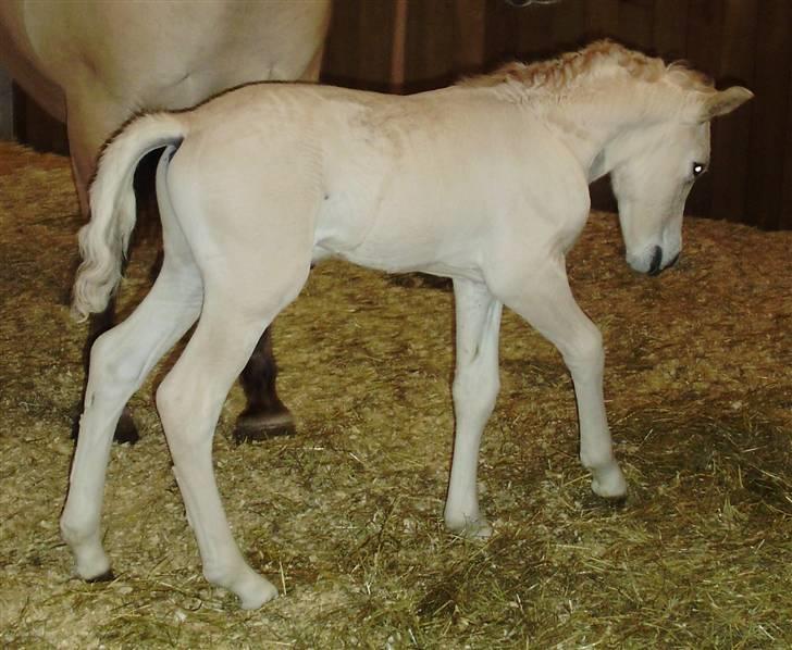 Fjordhest • Kejser  - Der er allerede en lille dressur hest gemt i ham! :D billede 8
