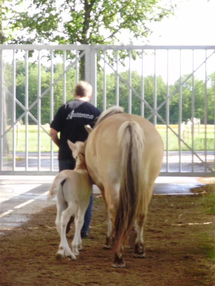 Fjordhest • Kejser  billede 9