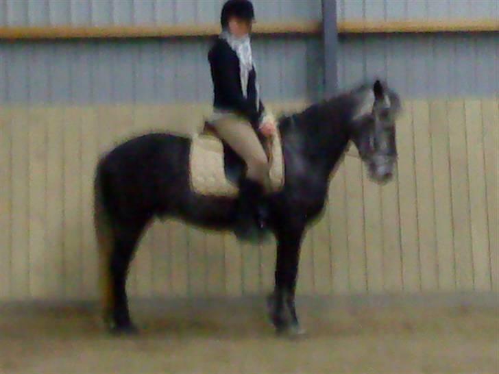 Anden særlig race Labri <3 - kvaliteten er ikk så god. men han står meget pænt <3  billede 11